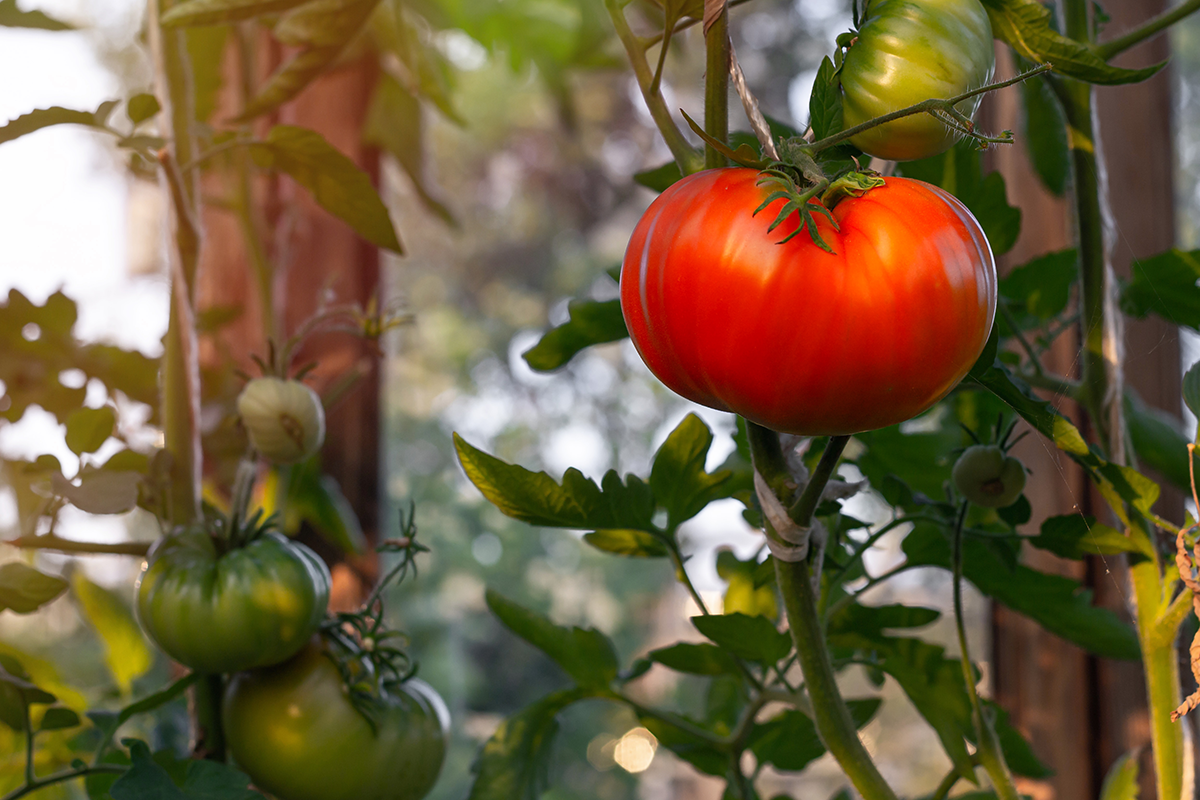 Röda och gröna tomater på kvistar i ett växthus. 