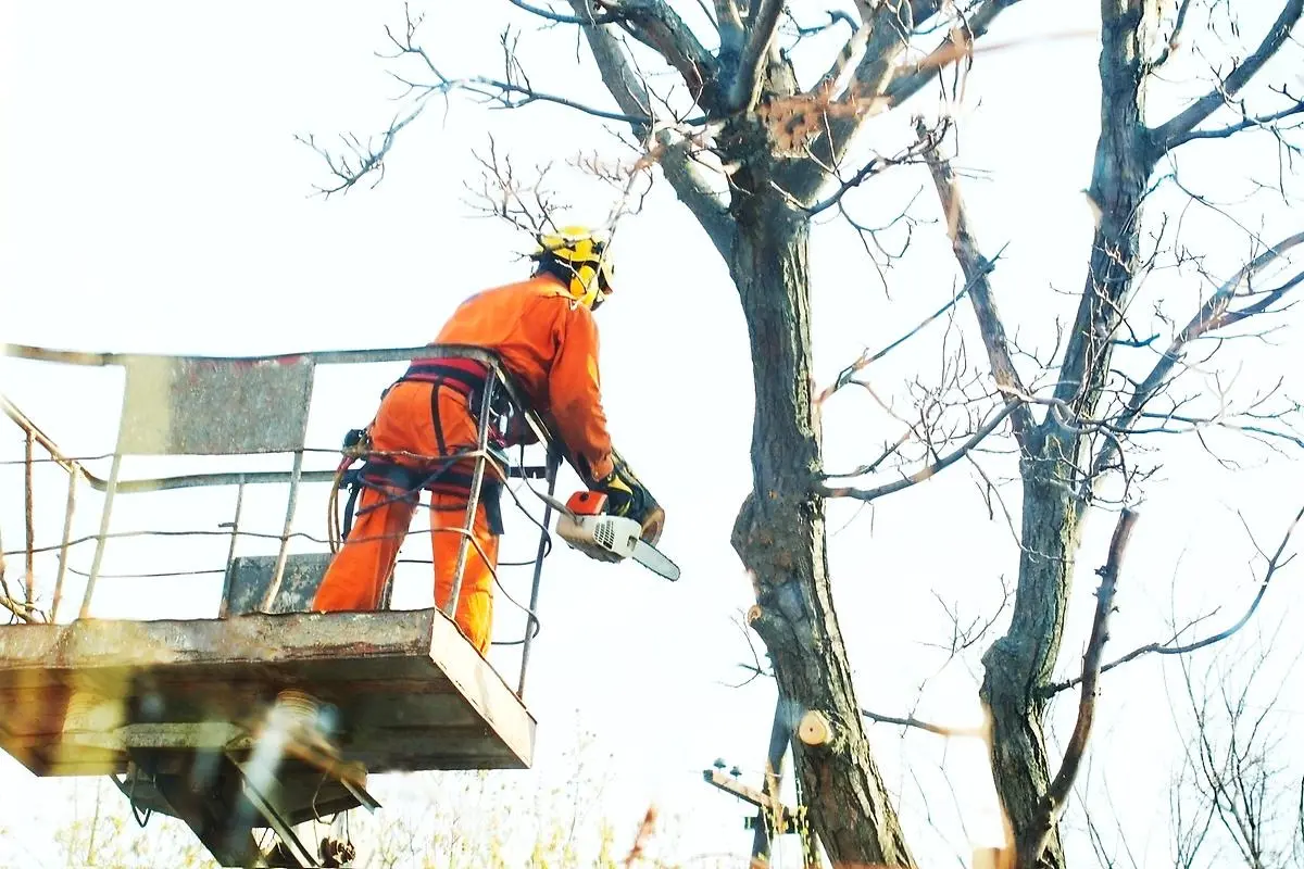Man iklädd orangea arbetskläder sågar ner ett träd med motorsåg.  